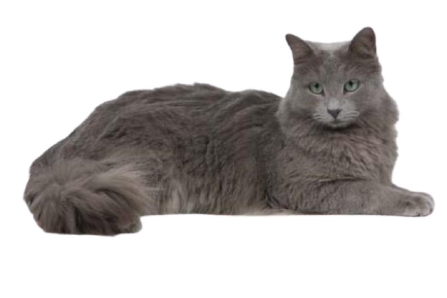 Mèo Nebelung