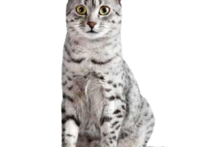 Mèo Egyptian Mau