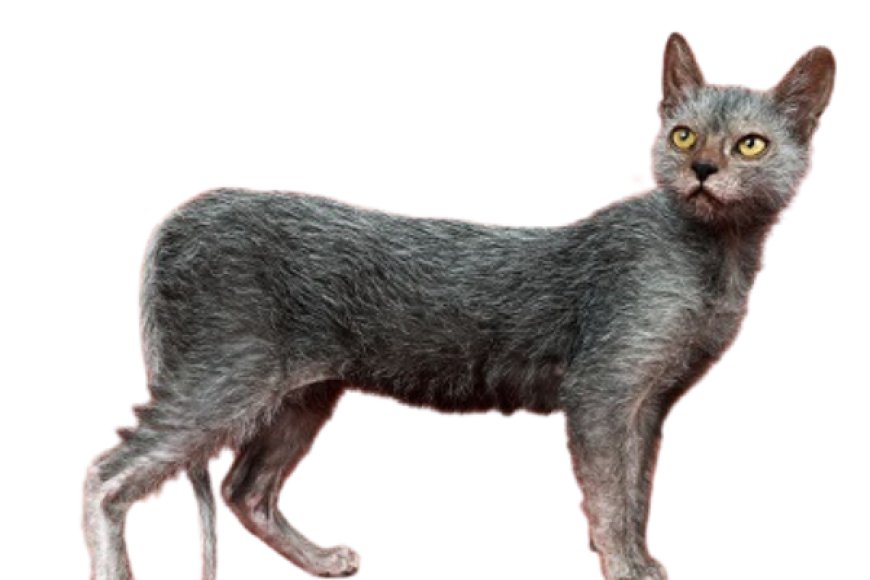 Mèo LyKoi