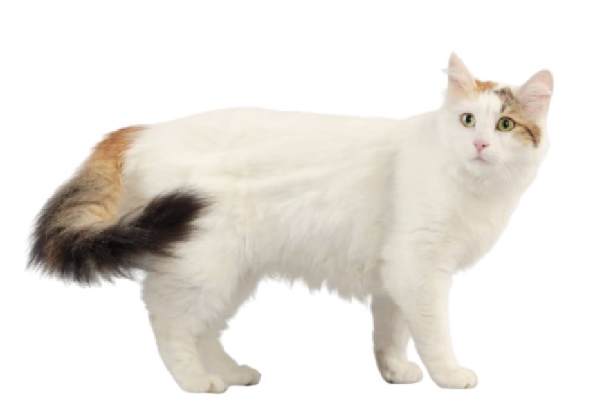 Mèo Turkish Van