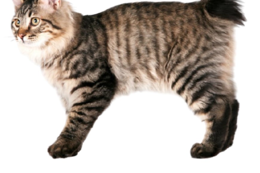 Mèo cộc đuôi Kuril