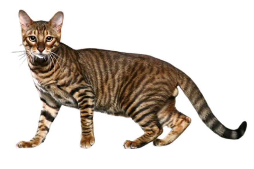 Mèo Toyger
