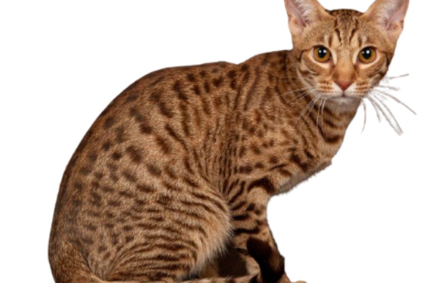 Mèo Ocicat
