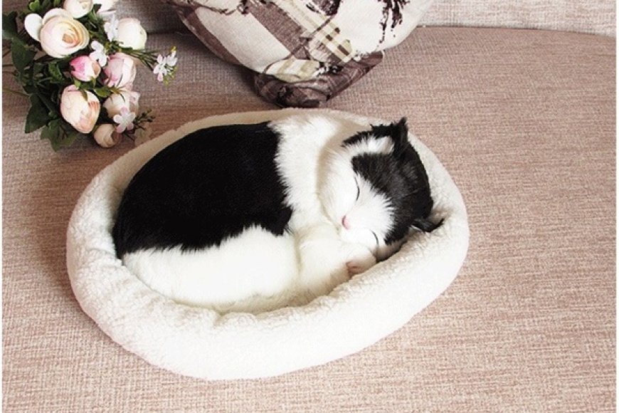 7 Tư Thế Ngủ Phổ Biến Của Mèo Và Ý Nghĩa