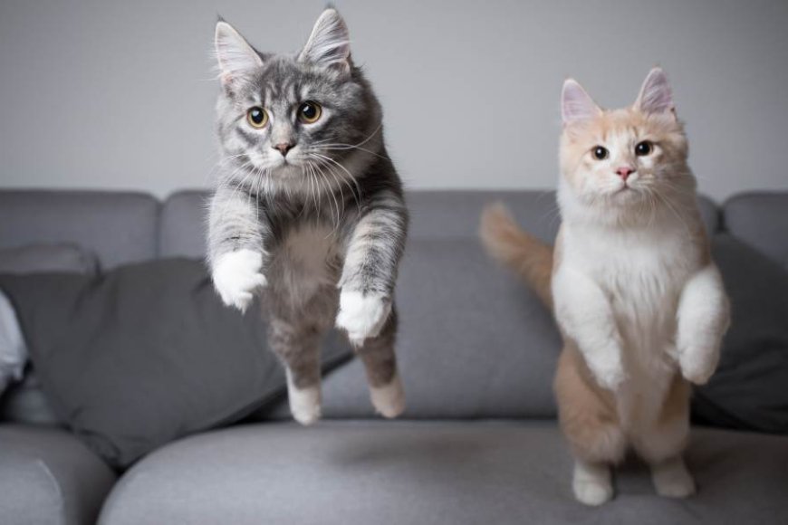 Tại Sao Mèo Luôn Đáp Đất Bằng Chân?